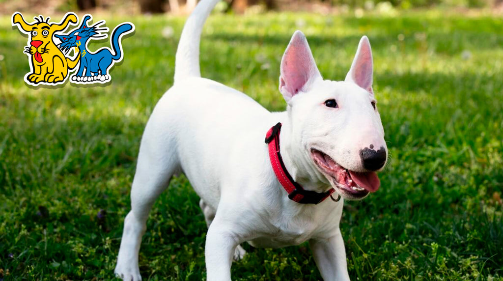 ¡Conoce más sobre el Bull Terrier! – American Pets Panama